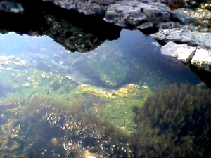 2004.11.23　海藻の生えたプール