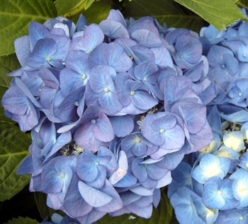 2009.7.4　庭の紫陽花